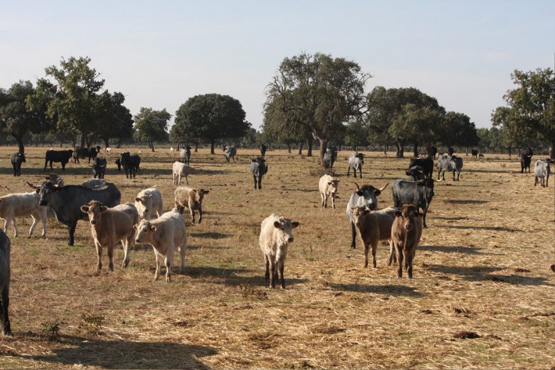 LA DEHESA – Carne de vacuno Tronco Ibérico